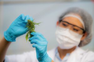 Grower inspects cannabis wearing gloves and glasses